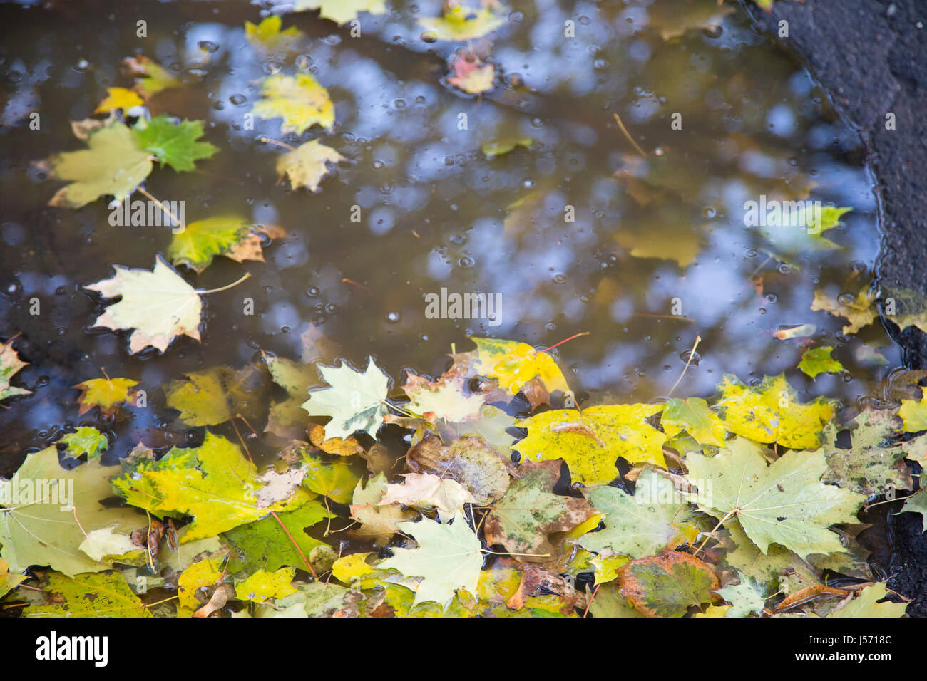Autumn leaves in a puddle. Close up on the whole background Stock Photo ...
