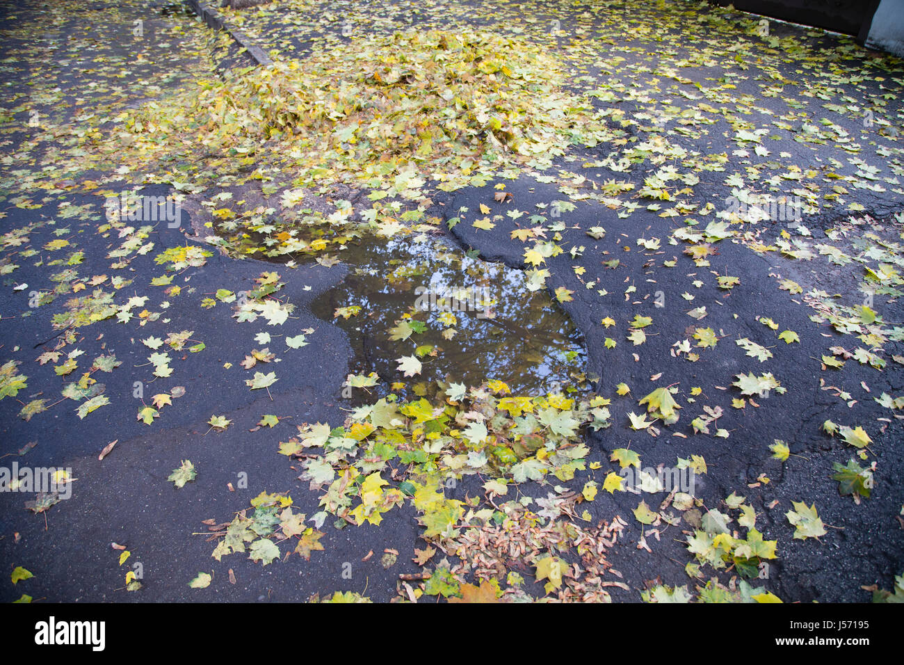 Autumn leaves in a puddle. Close up on the whole background Stock Photo ...