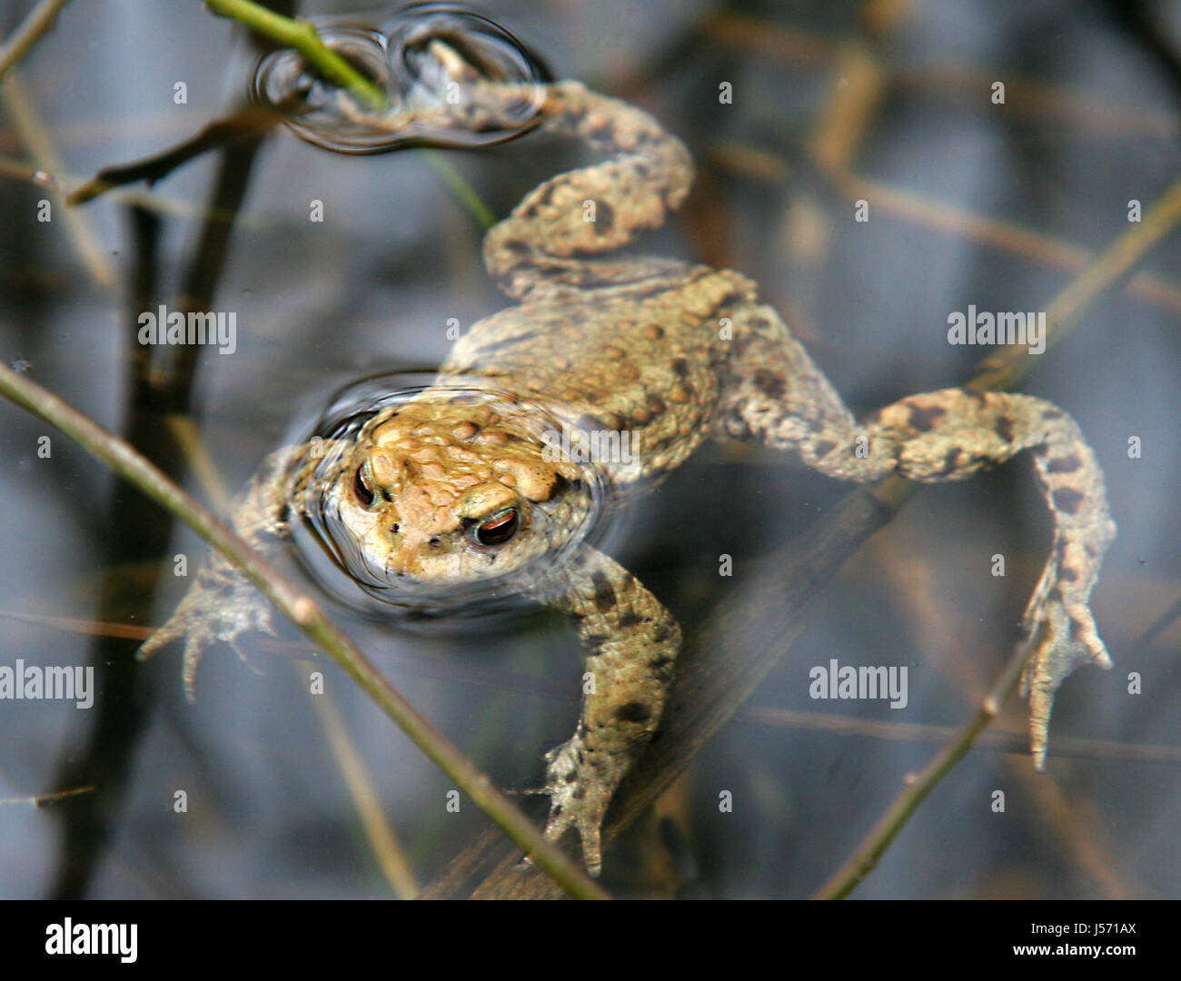 toad in water Stock Photo