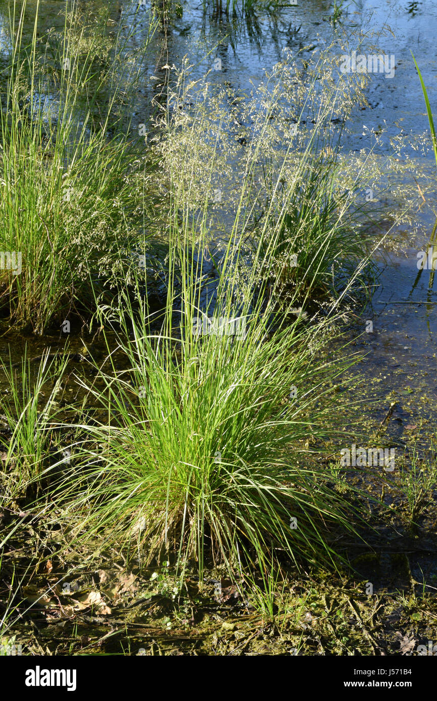 Bent-grass growing near little pond at summertime. Stock Photo