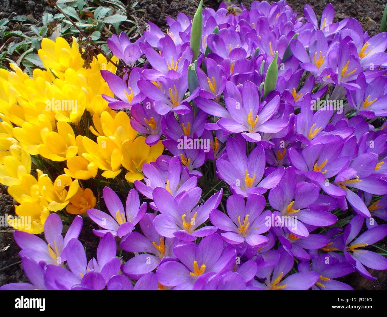 flower,flowers,plant,crocus,sunshine,frhblher,blauer krokus,gelber krokus  Stock Photo - Alamy
