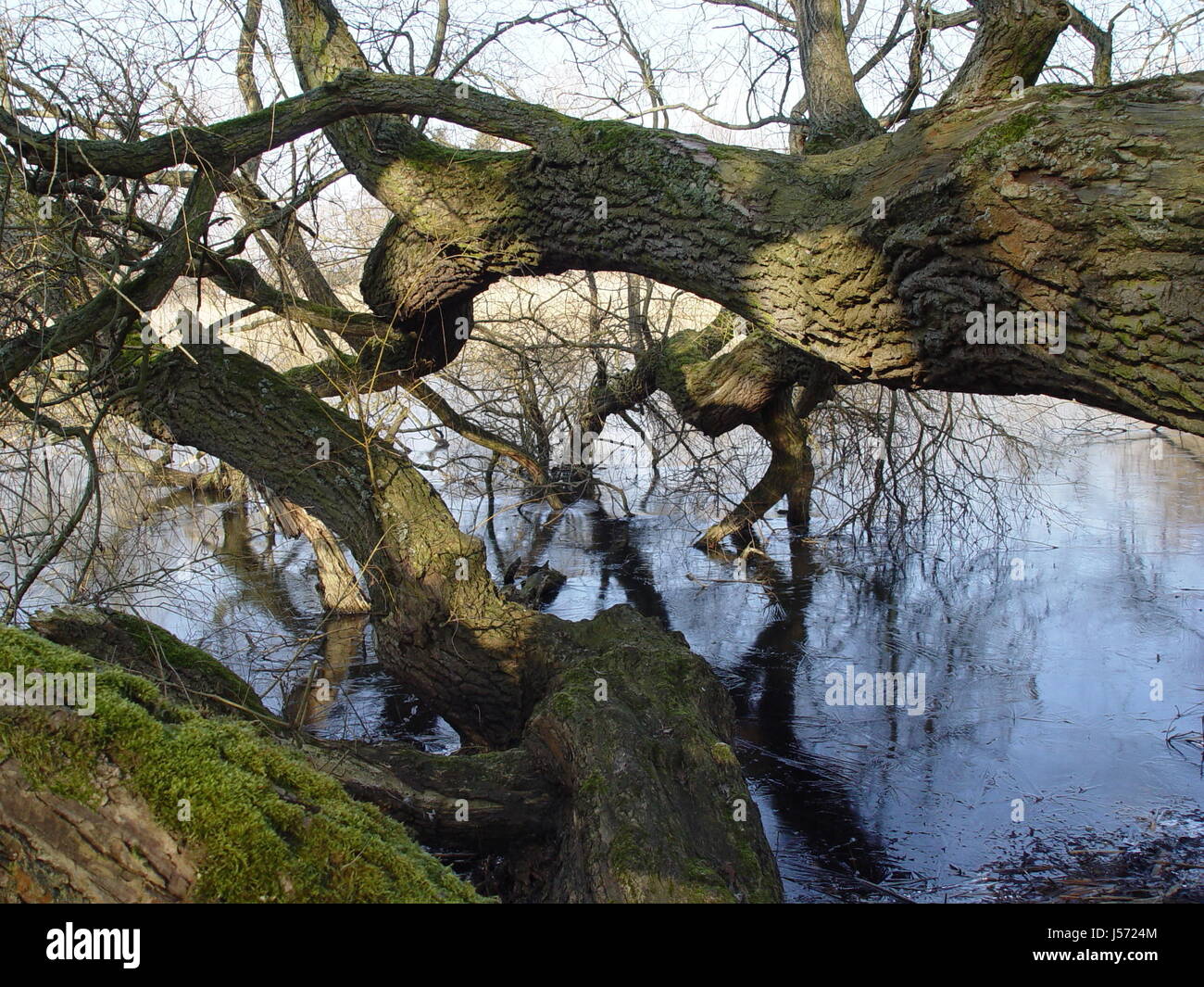 tree in water Stock Photo Alamy