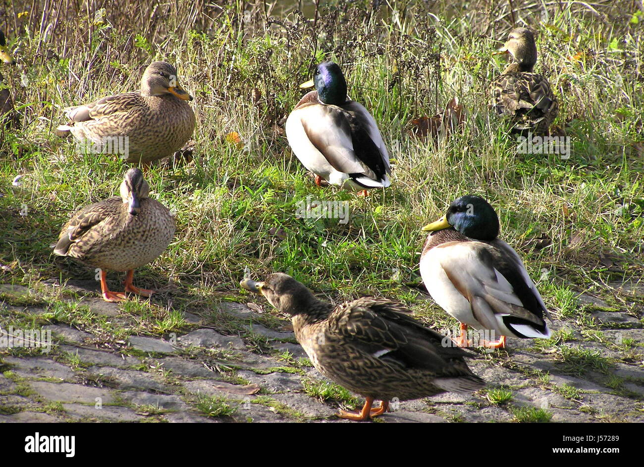 bird animals birds feathers ducks duck waterfowls circle waterfowl