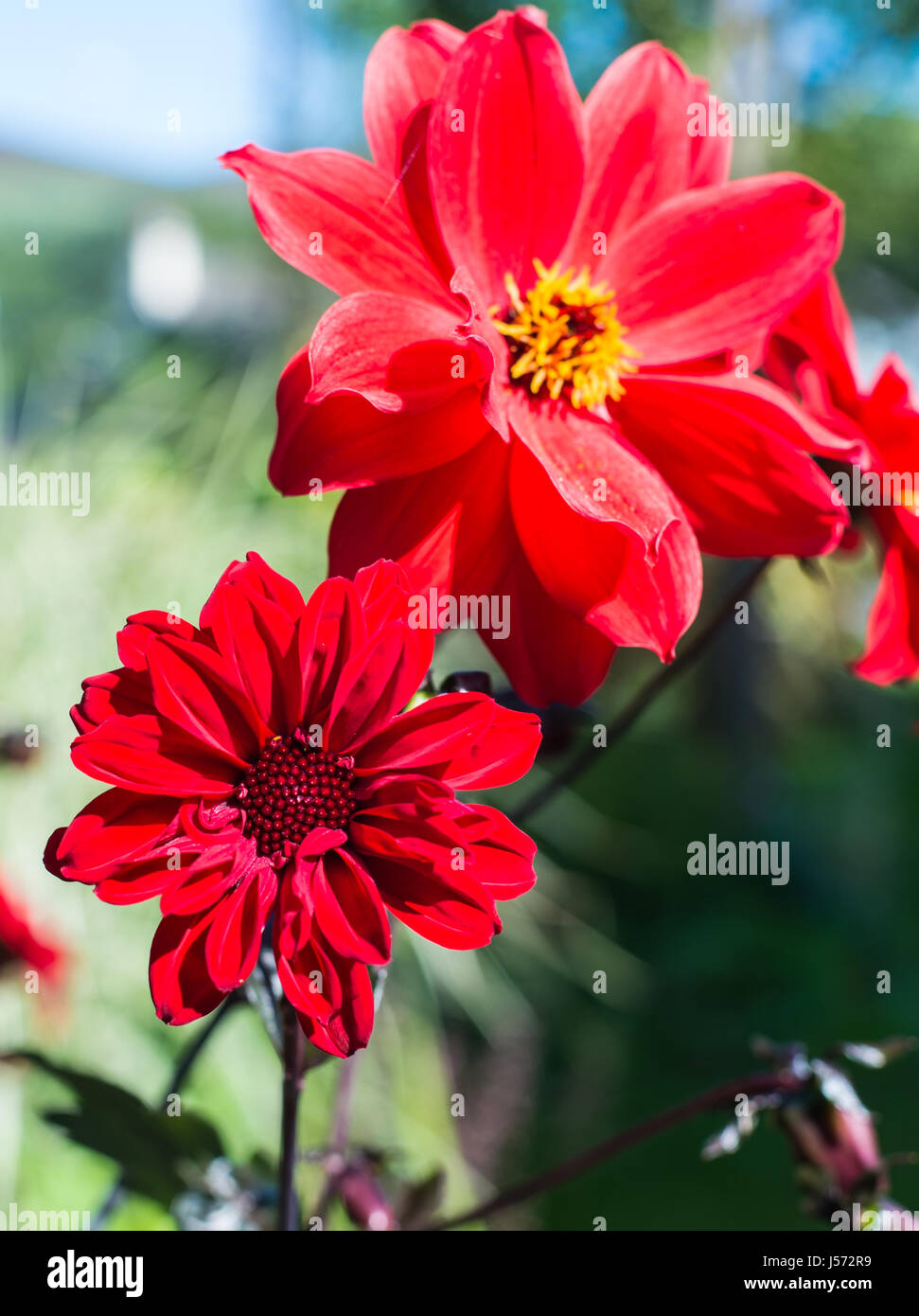 Bright red Dahlia flowers Stock Photo