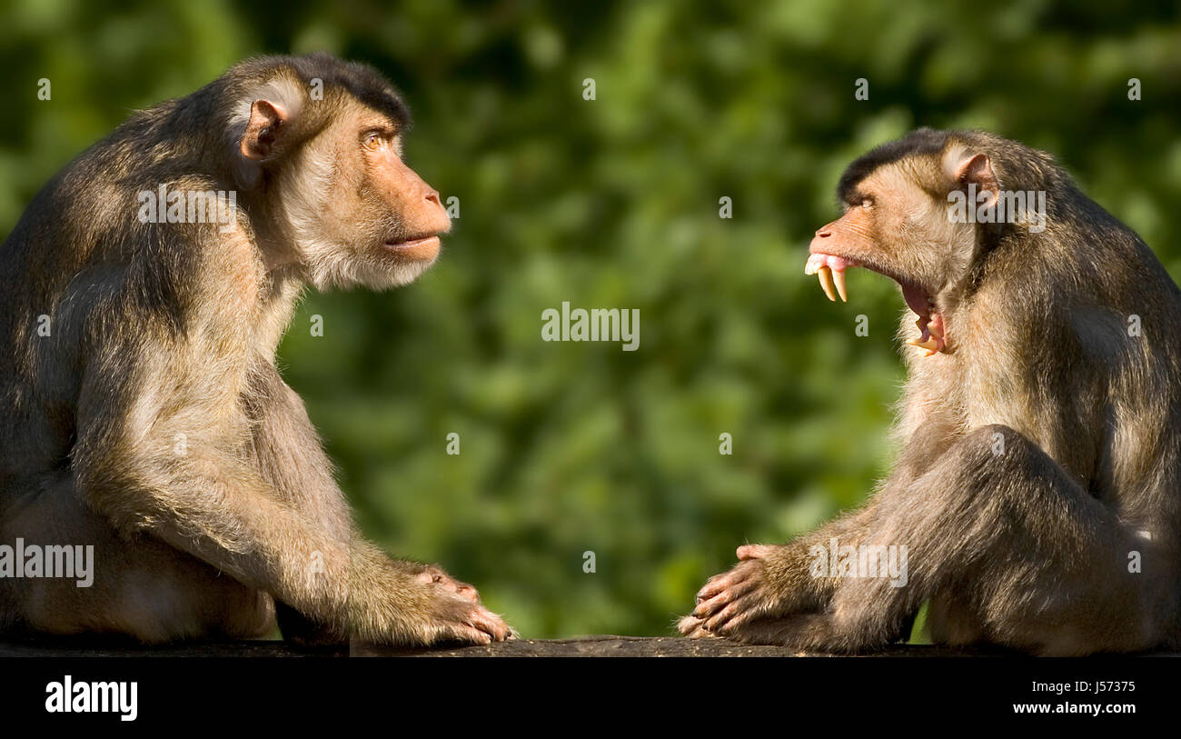 mouth,teeth,pointed,mammals,apes,rip,shouting,shout,jekyll,hyde Stock