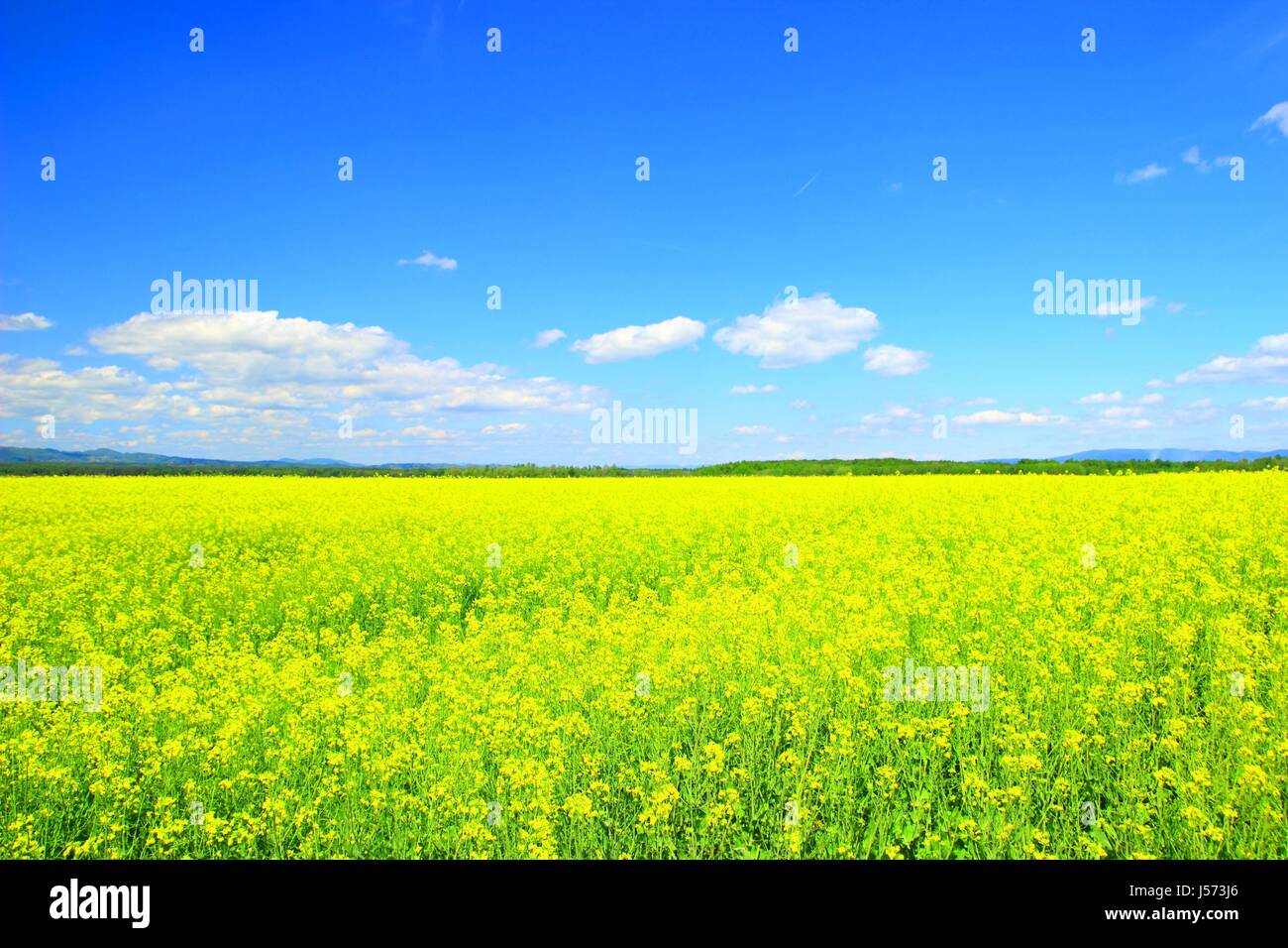 Rapeseed flowers field hi-res stock photography and images - Alamy