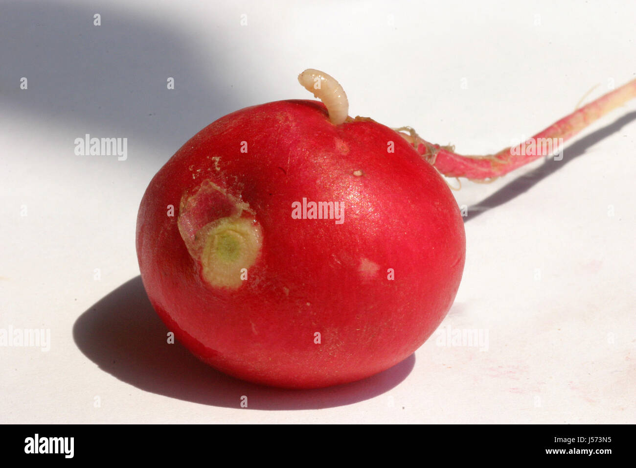 food aliment animals vegetable semiluxury food crawler radish inedible red Stock Photo