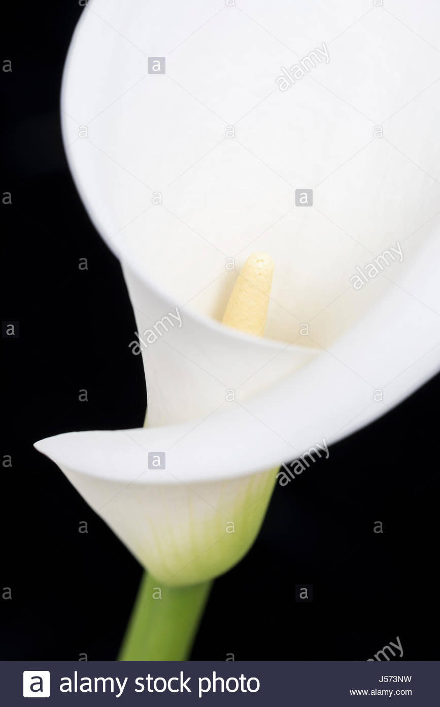 Ethiopia National Flower Stock Photos & Ethiopia National Flower Stock