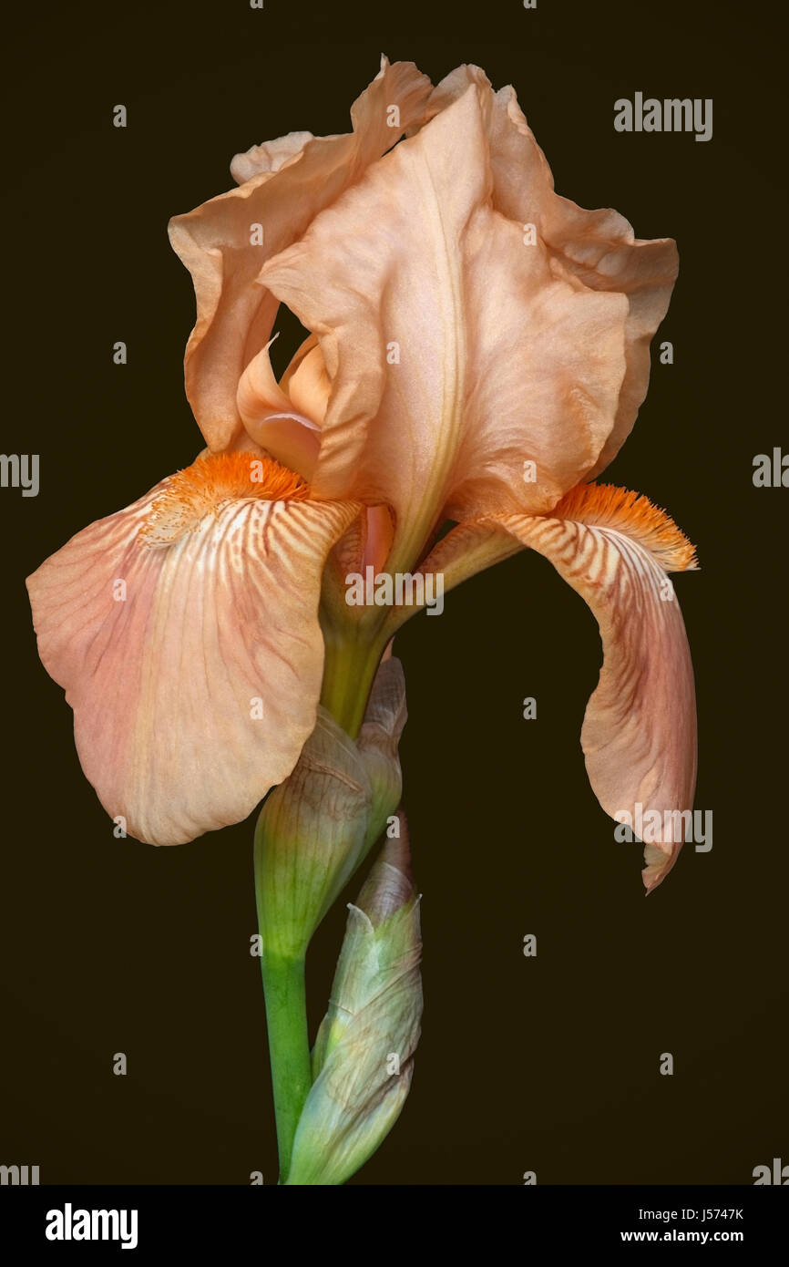 Iris, German Bearded iris, Iris germanica, Studio shot of peach coloured flower. Stock Photo