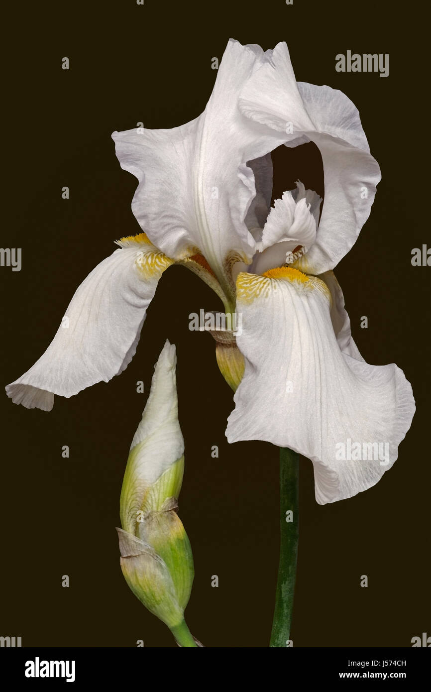 Iris, German Bearded iris, Iris germanica, Studio shot of white coloured flower. Stock Photo
