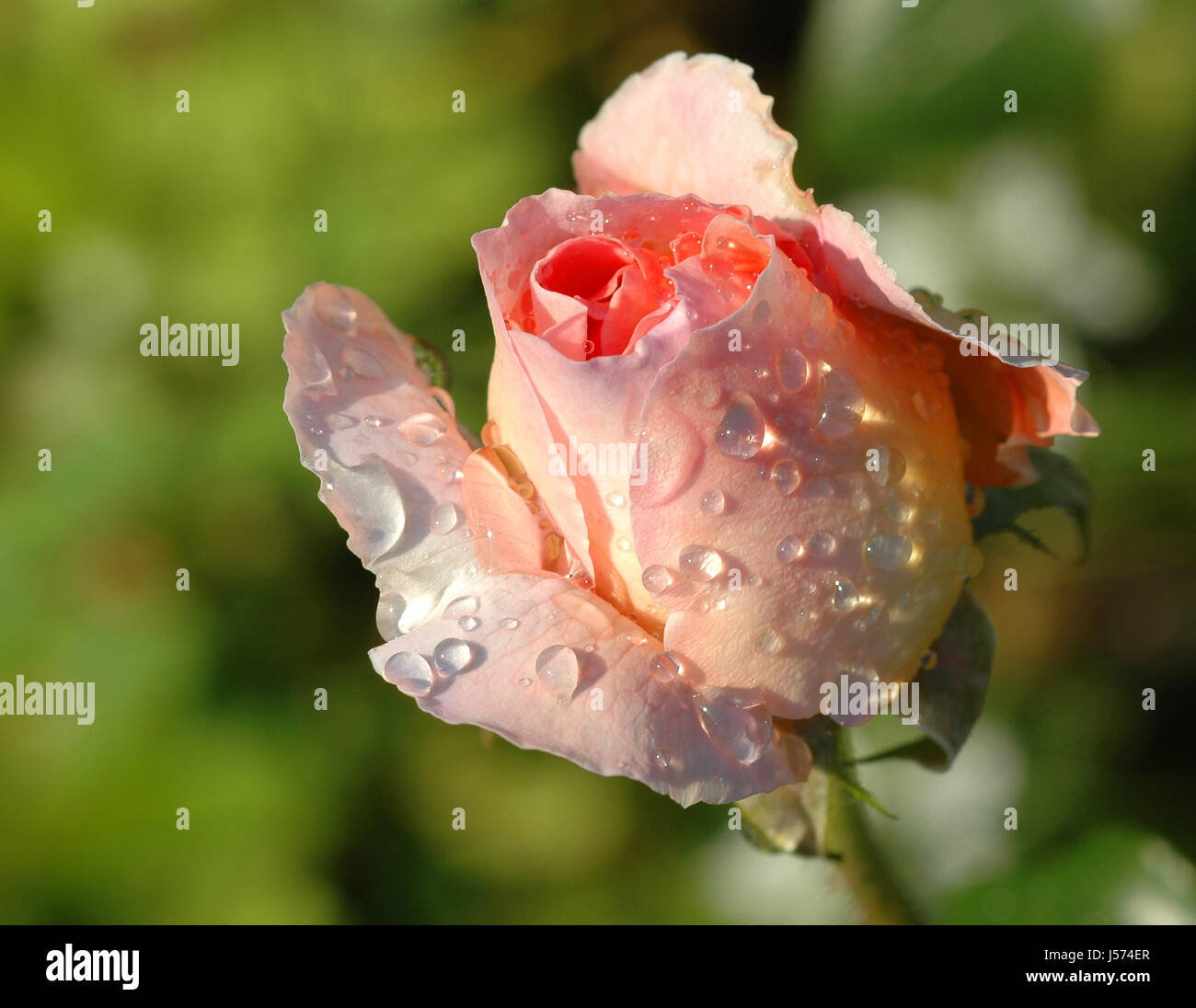 after the rain Stock Photo - Alamy