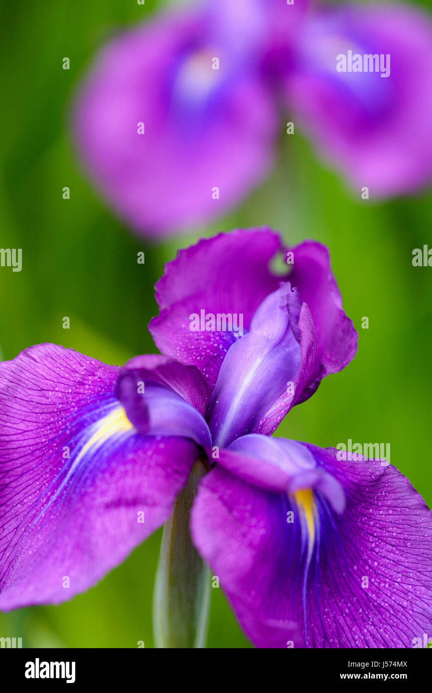 ris , Japanese water iris, Iris ensata var. spontanea, Purple coloured flowers growing outdoor. Stock Photo