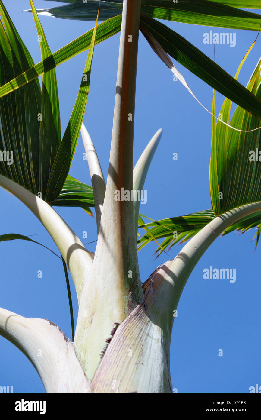 Palm, Bottle palm, Hyophorbe lagenicaulis, Close up detail showing grey colour. Stock Photo