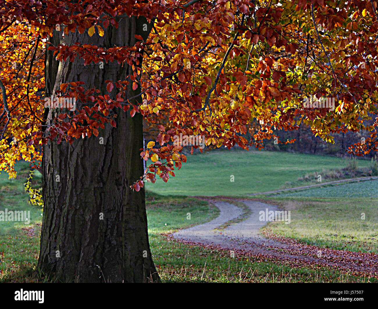 symbol of autumn Stock Photo