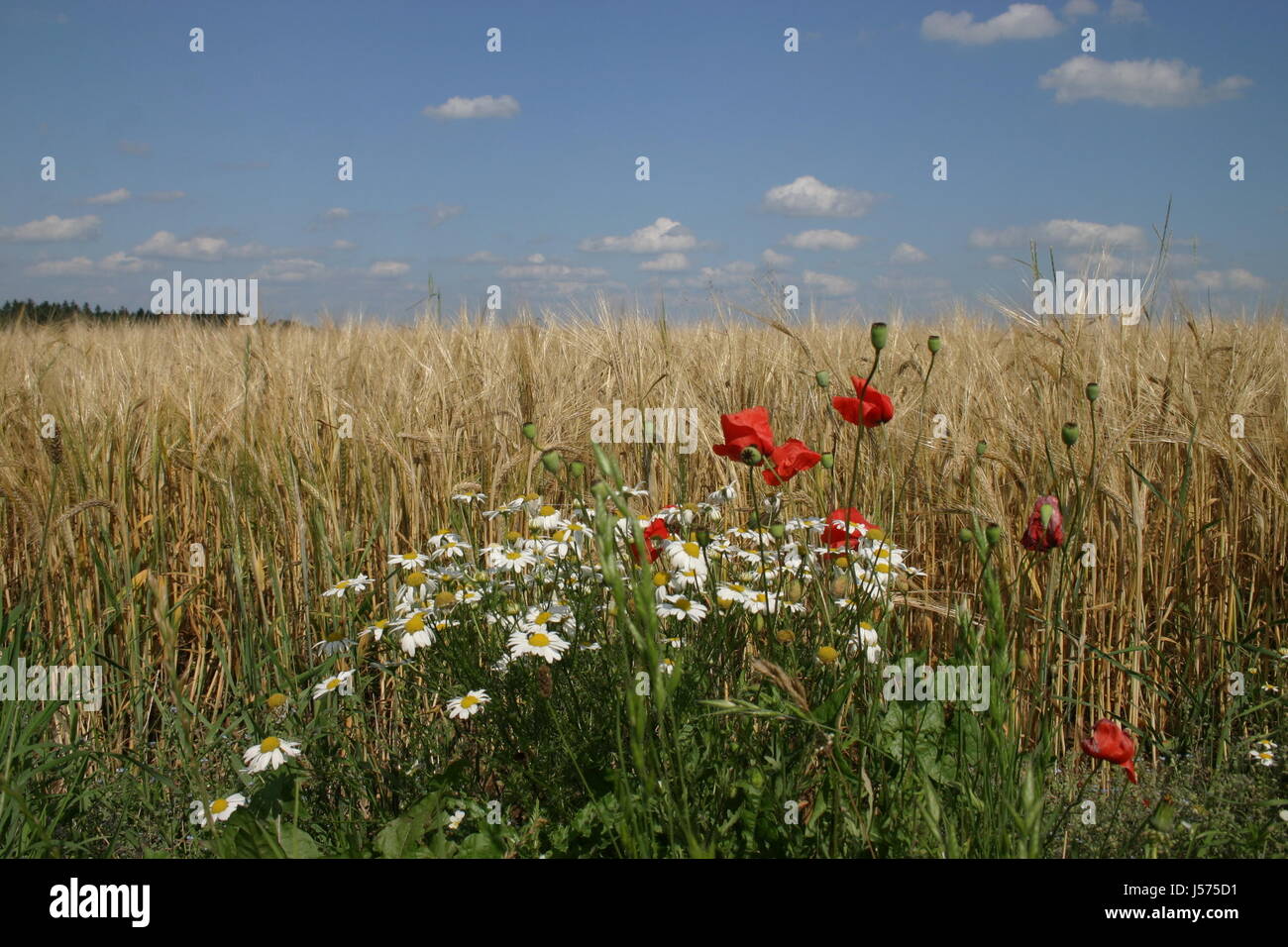 ein bett im kornfeld between flowers ... Stock Photo