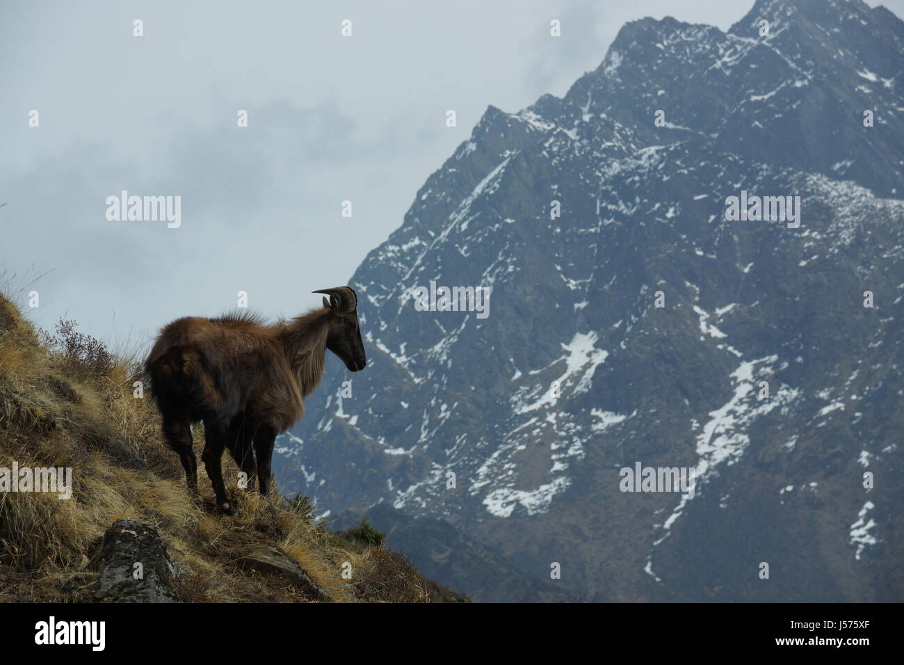 Himalayan Tahr in the Everest region of Nepal Stock Photo