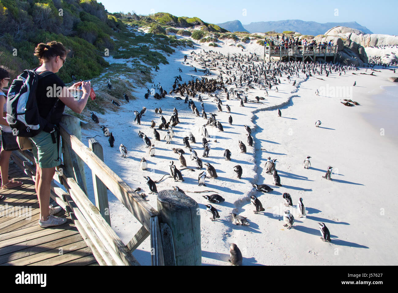 Boulders Table Mountain National Park South Africa Stock Photo Alamy boulders-table-mountain-national-park-south-africa-stock-photo-alamy
