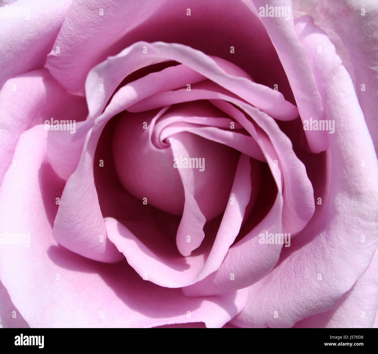 Purple rambler rose hi-res stock photography and images - Alamy
