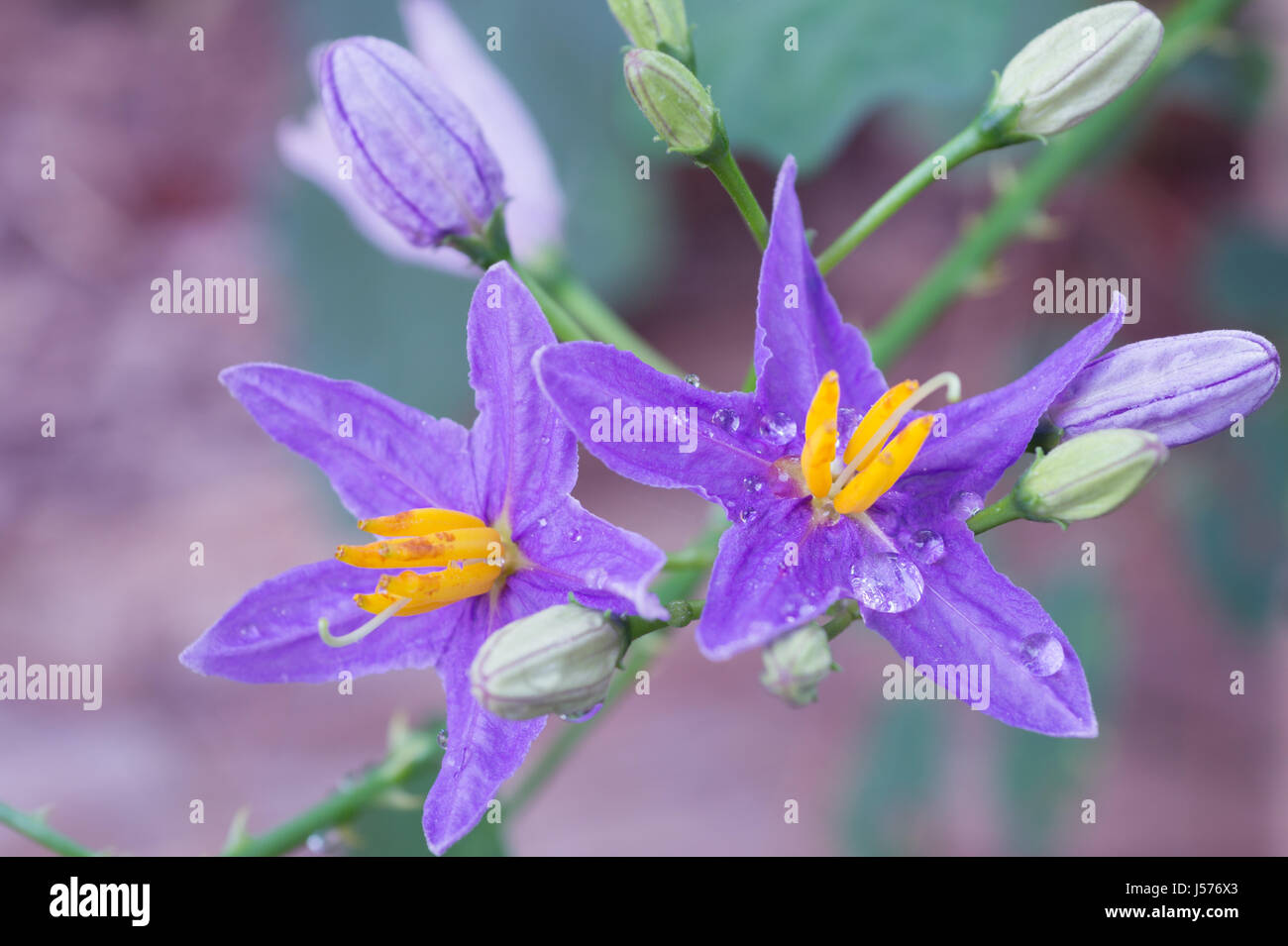 Purple eggplant flowers with drops Stock Photo Alamy