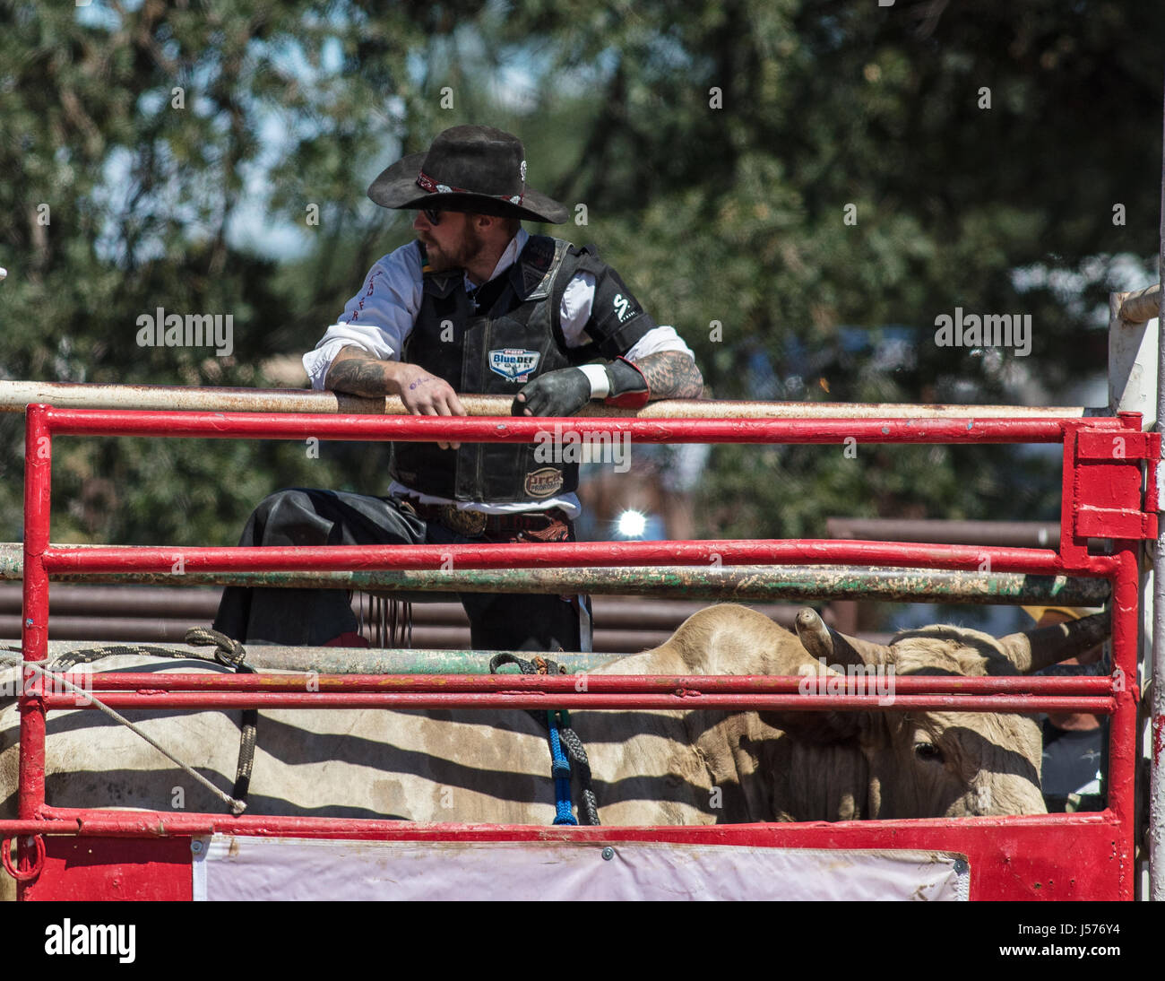 Cowboys in the chutes at the rodeo in Cottonwood, California Stock