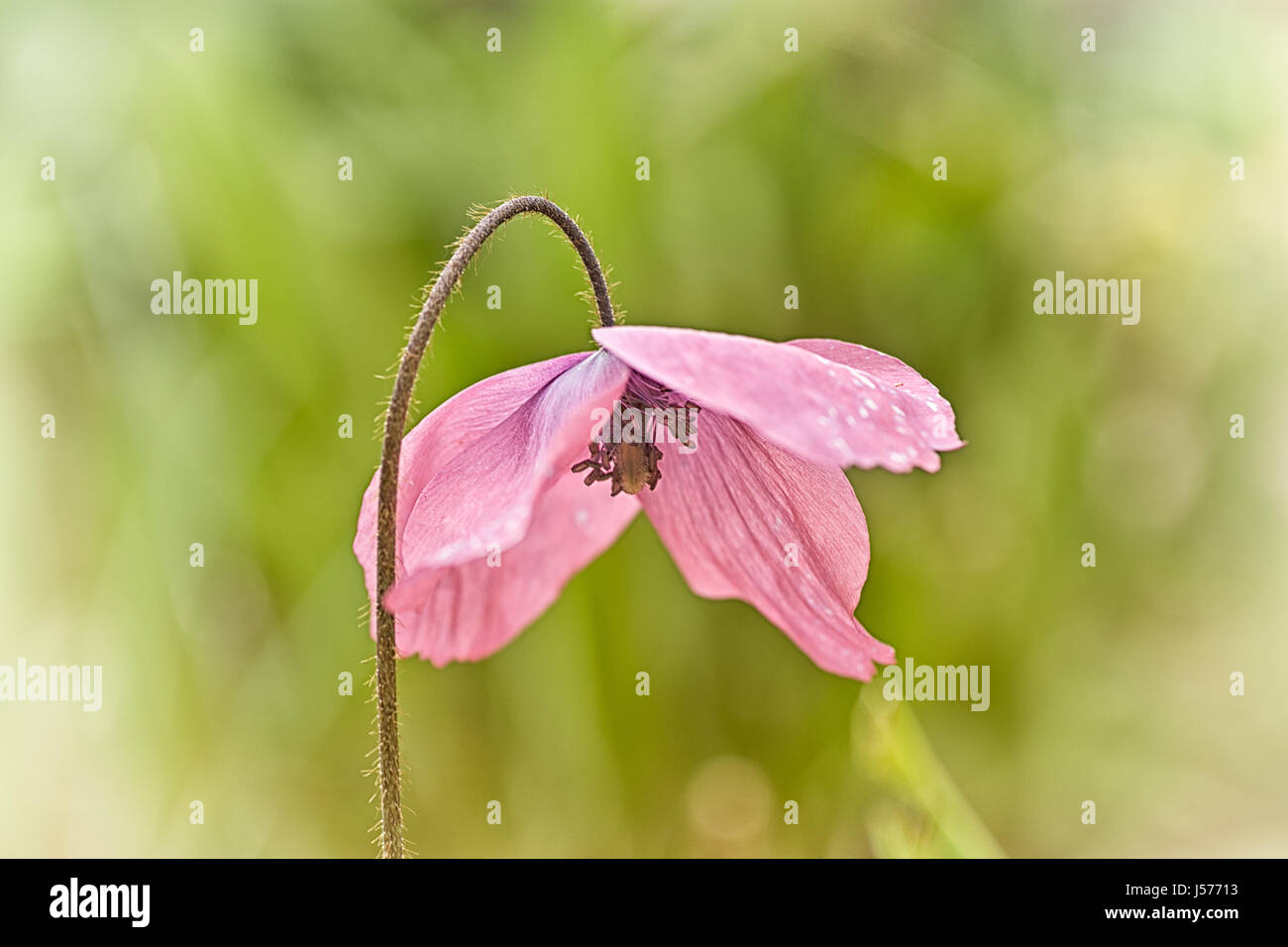 Meconopsis x cookei Stock Photo Alamy