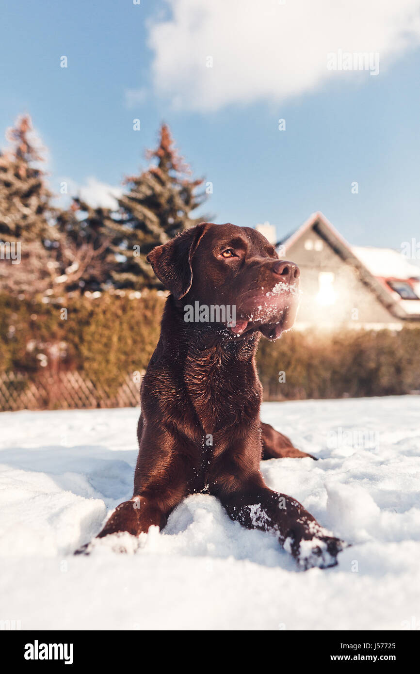 Big dog laying in the snow Stock Photo - Alamy