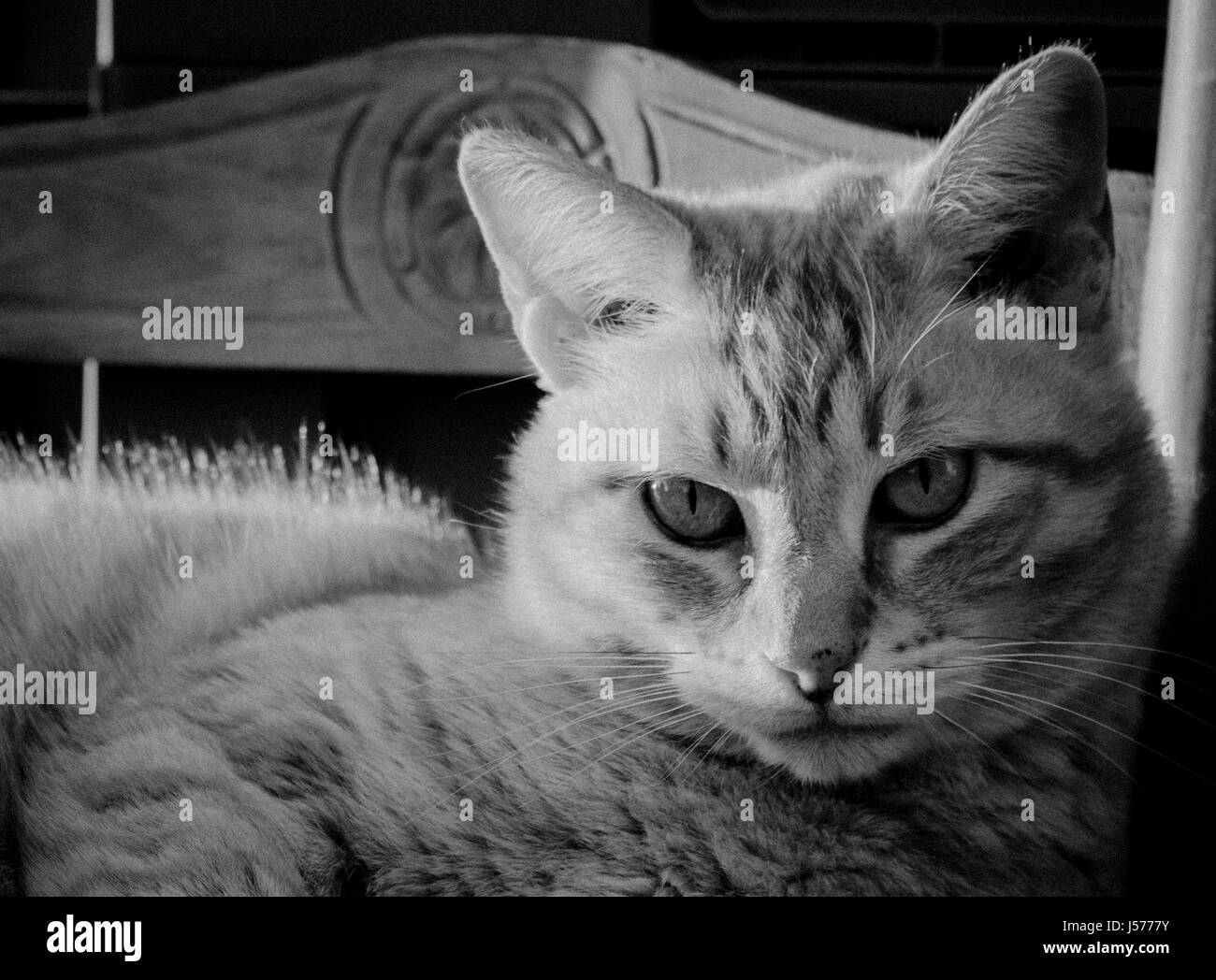 Black and white photograph of a cat on a chair Stock Photo - Alamy