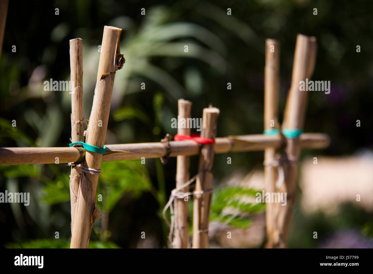 bamboo canes trellis Stock Photo