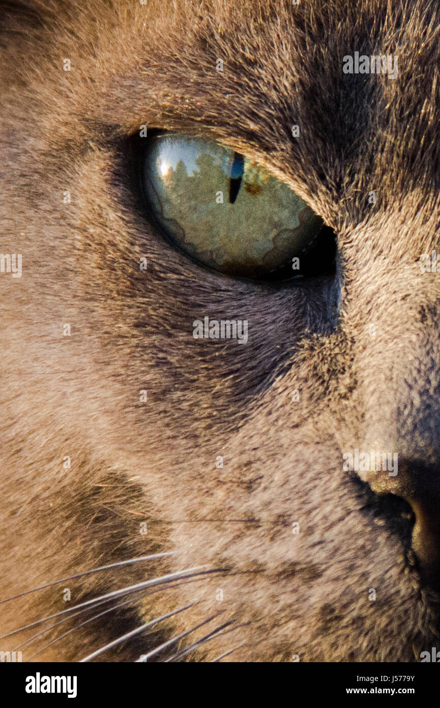 close up of cats eye Stock Photo