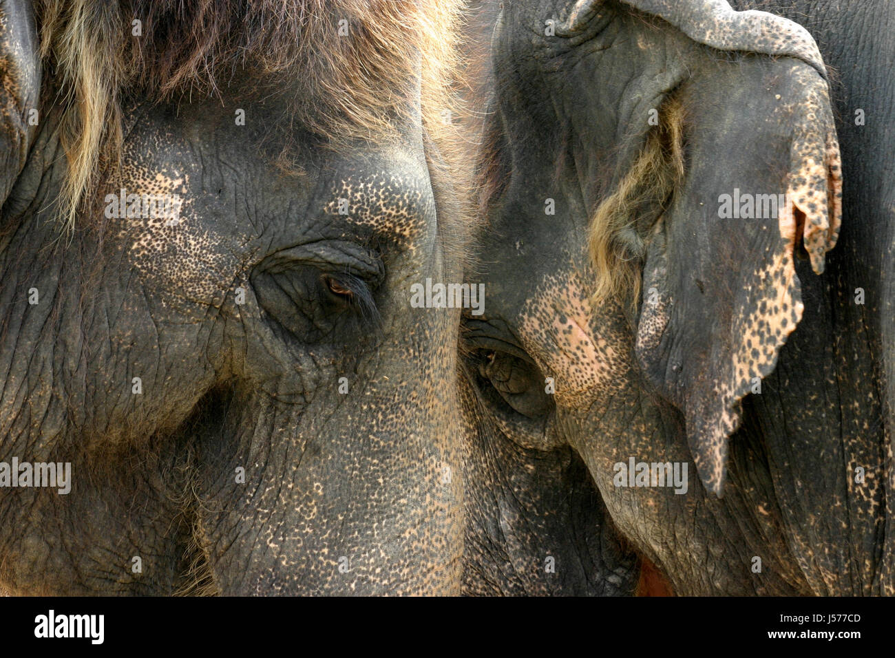 mammal elephant eye organ elephants wrinkled wrinkles elephantidae ...