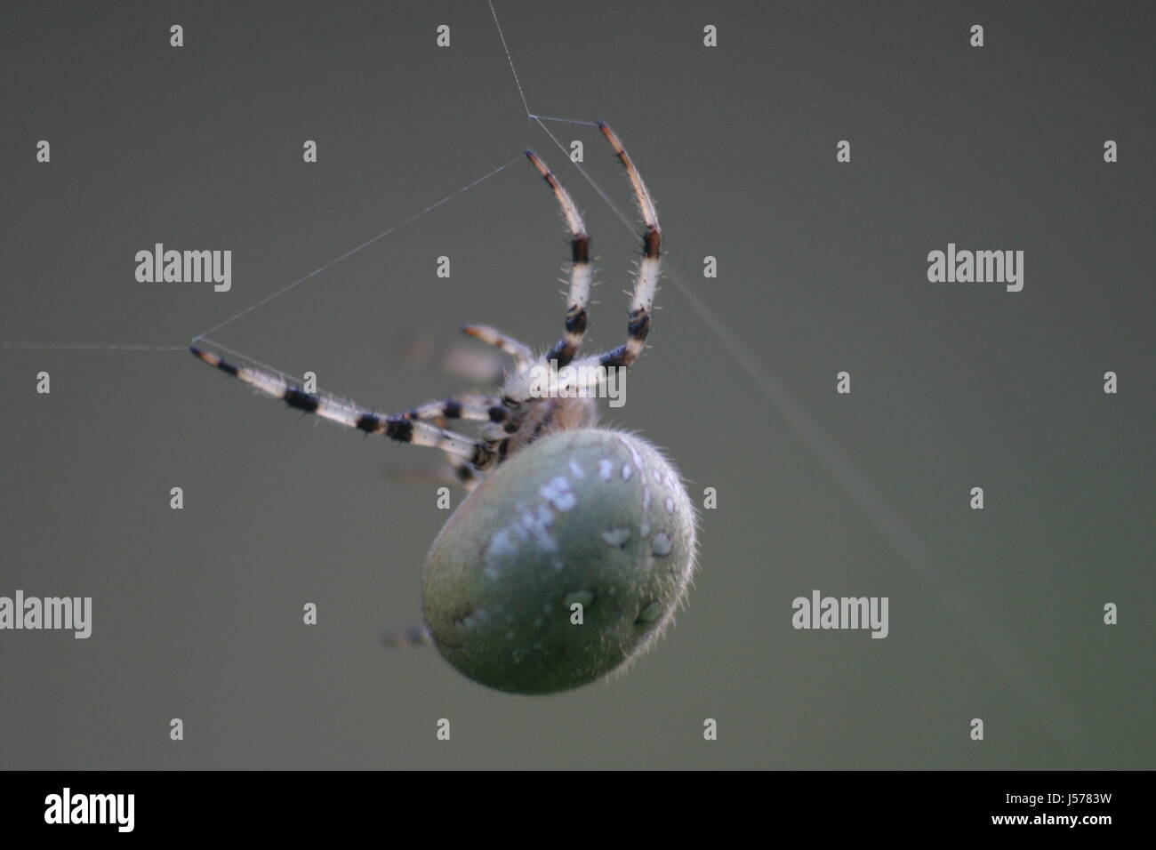 fat spider Stock Photo Alamy
