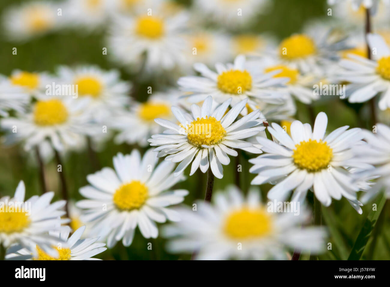 Daisies close up Stock Photo Alamy