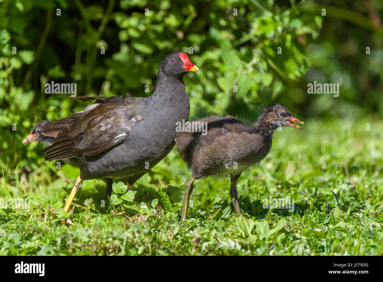A mother Moorhen keeps watch over  her chicks as they start to forage for food. Stock Photo