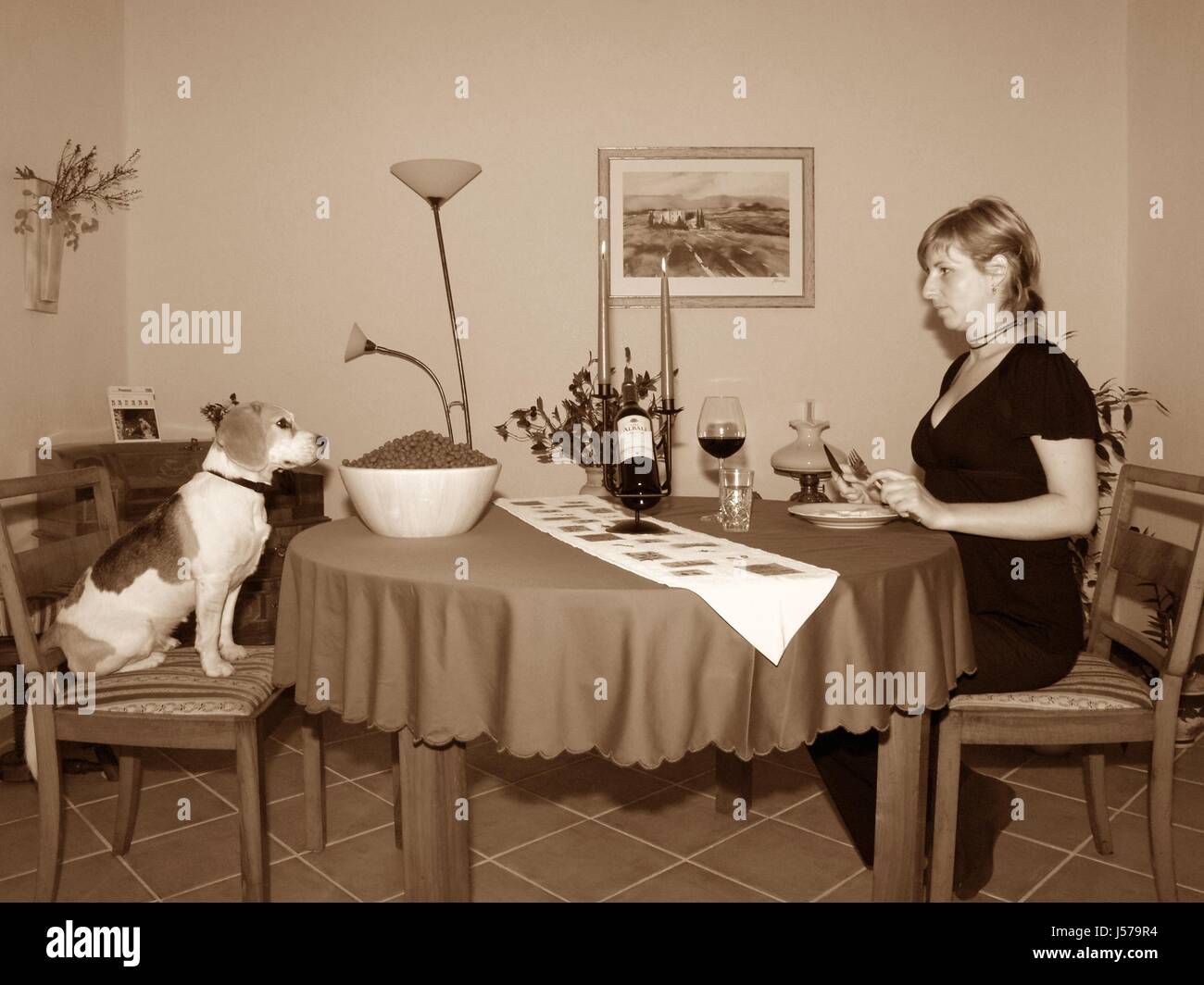 dining table at home animal pet hunger contrast dog animal husbandry Stock  Photo - Alamy