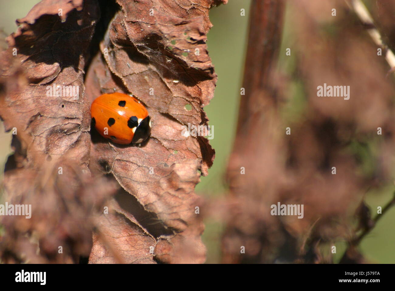 insect beetle ladybug siebenpunkt marienkfer siebenpunkt kerbtier coccinella Stock Photo