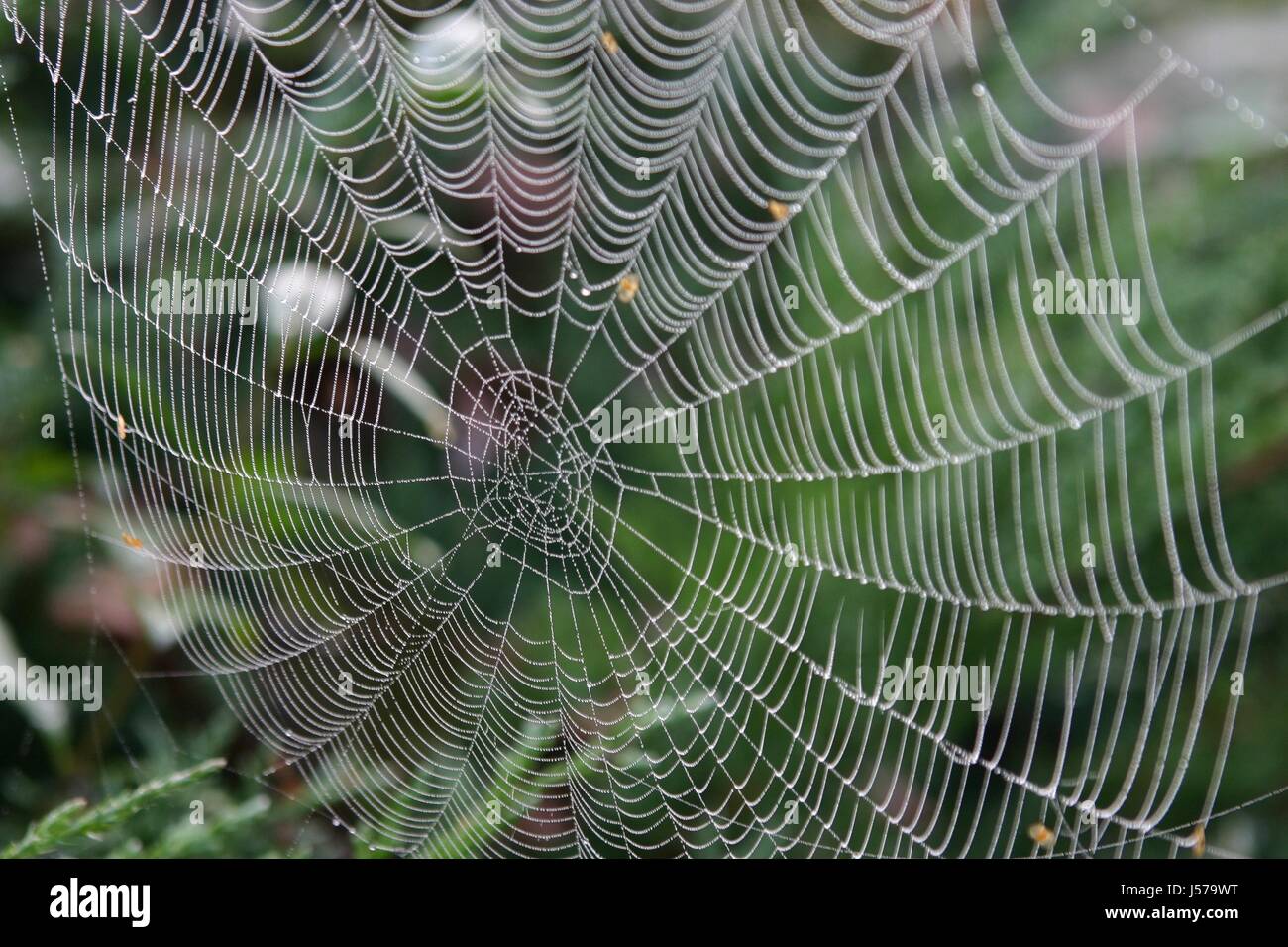 Weave Insect tool insects animals location shot counter-light spider net weave ...