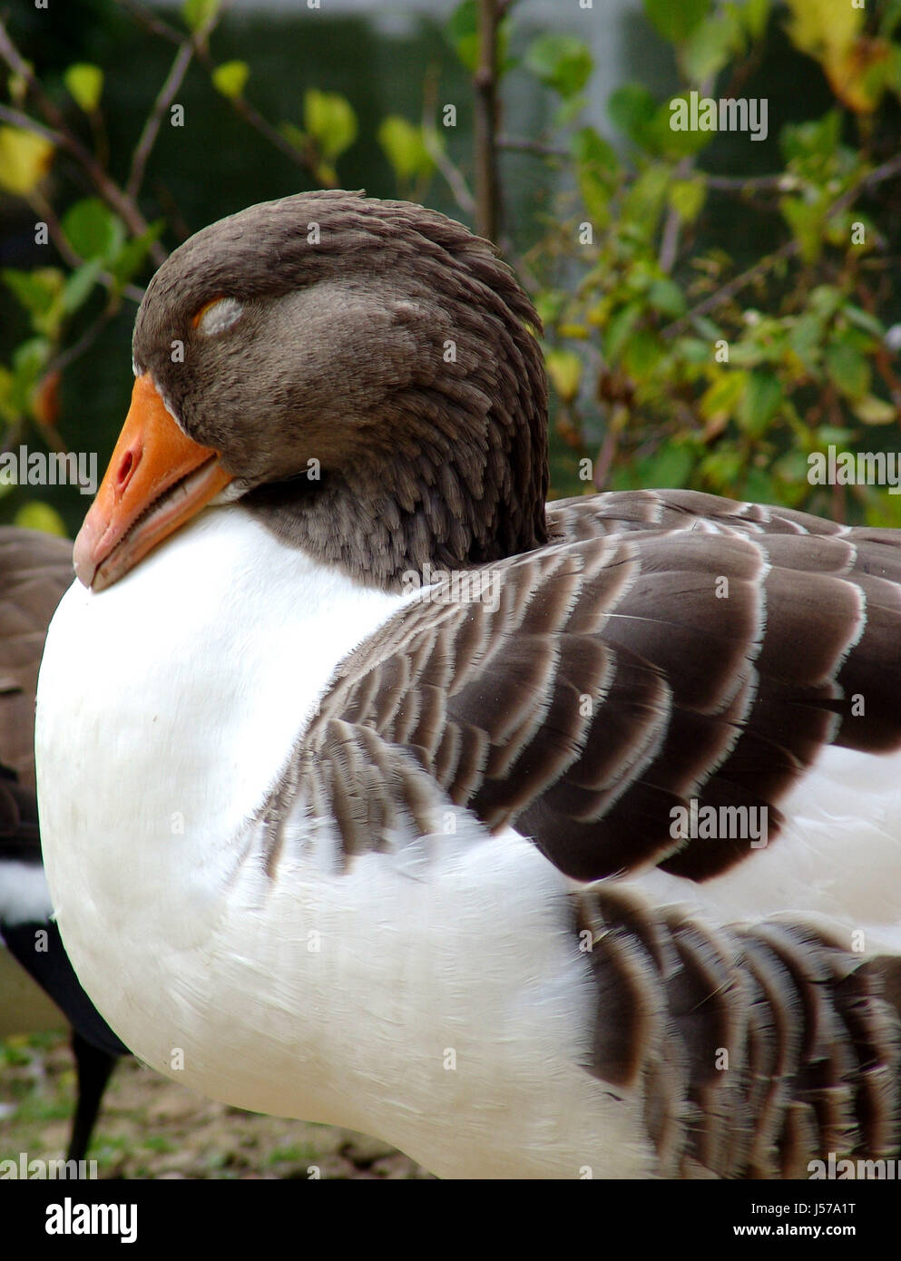 park bird birds radio silence quietness silence sleep sleeping duck
