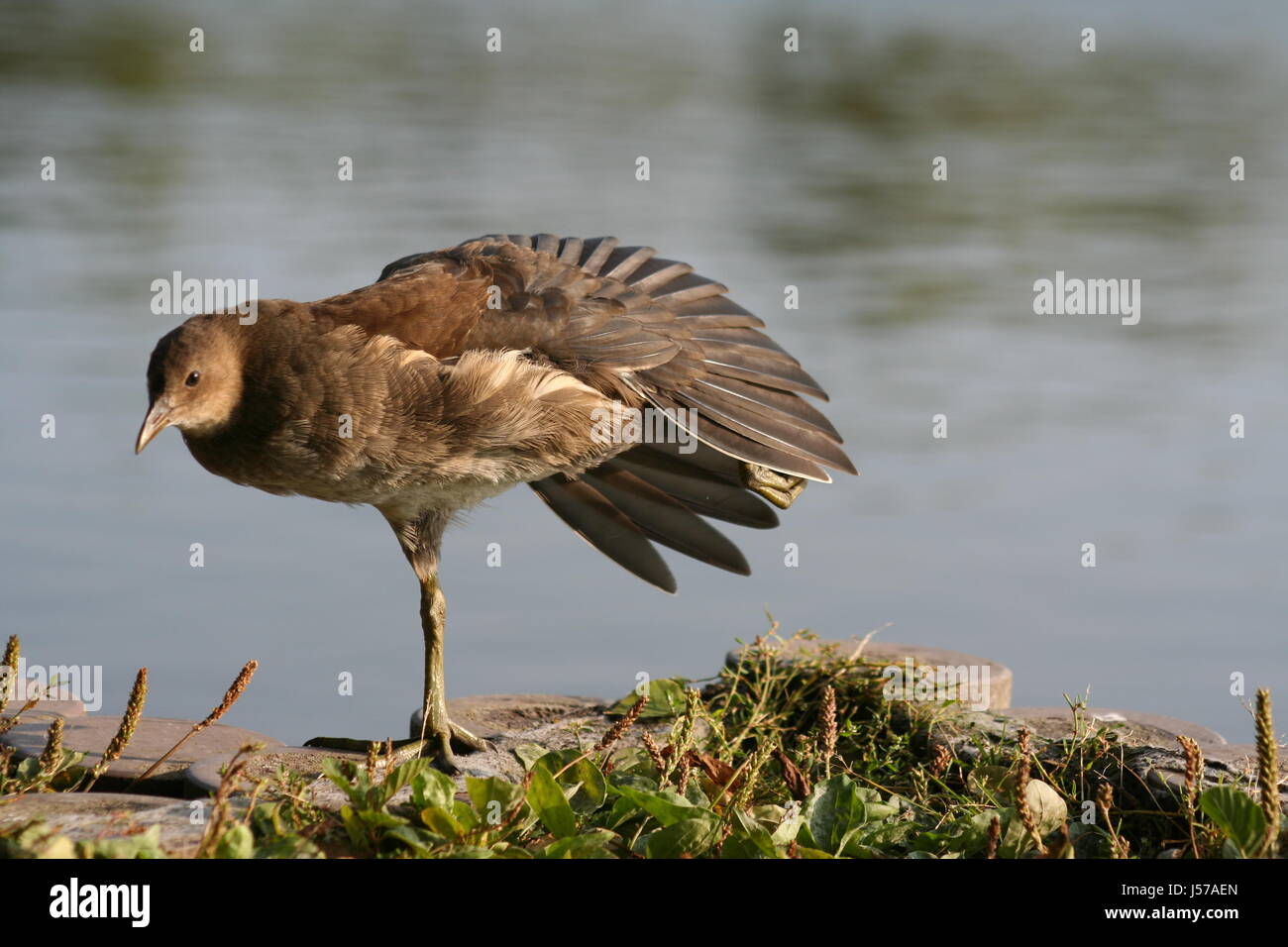 pond bird Stock Photo