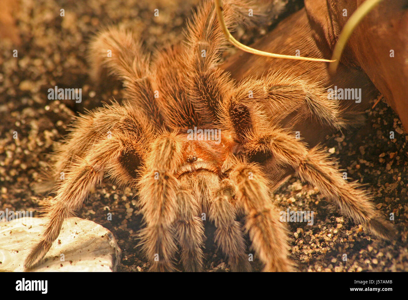 hairy monster Stock Photo