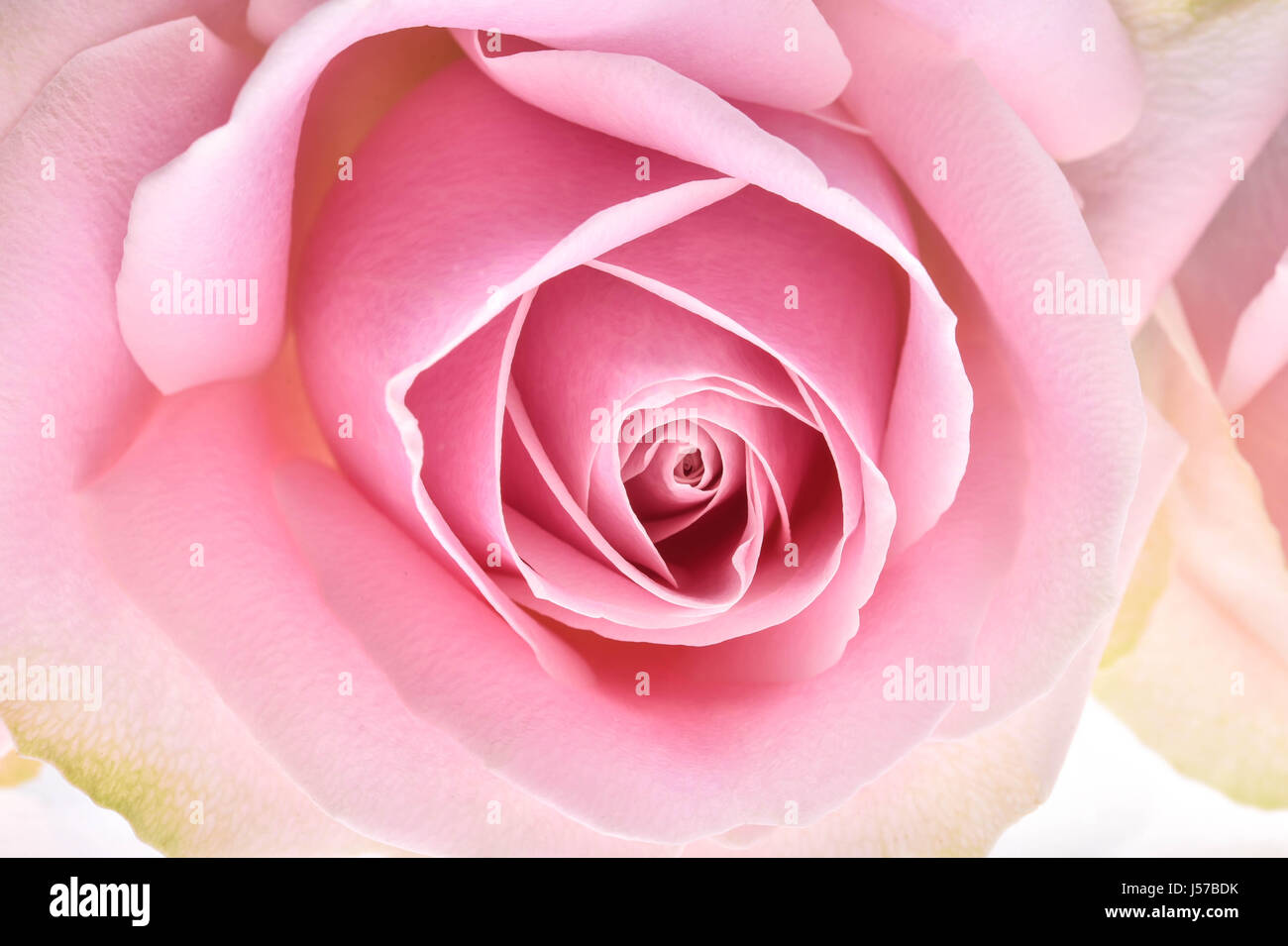 A close up of a pink rose flower Stock Photo - Alamy