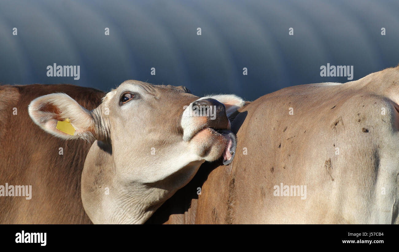 Portrait of cow licking herself in front of greenhouse Stock Photo