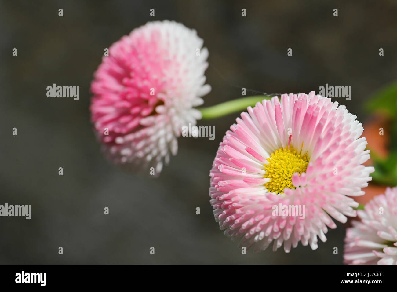 Pink daisy like flower, Bellis Perennis, against a gray blurred background Stock Photo