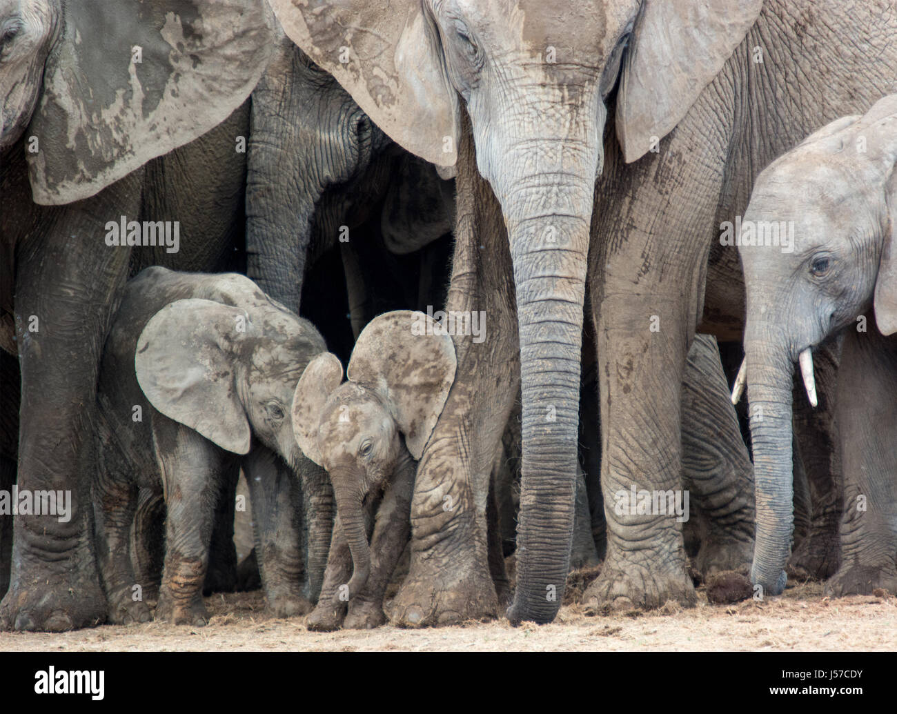 Trio of Elephants and Trunks Stock Photo