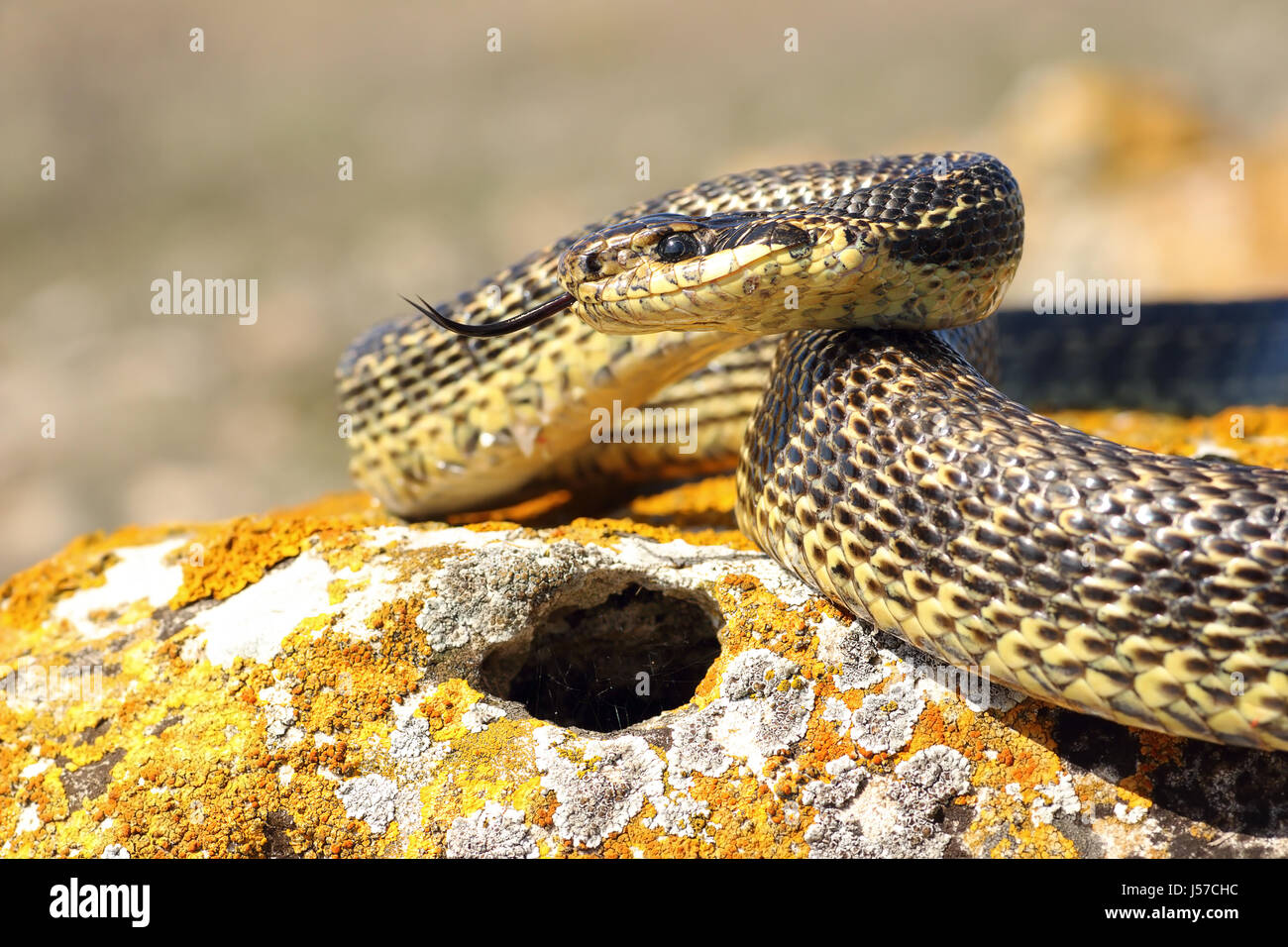 blotched snake ready to attack ( Elaphe sauromates basking on a rock