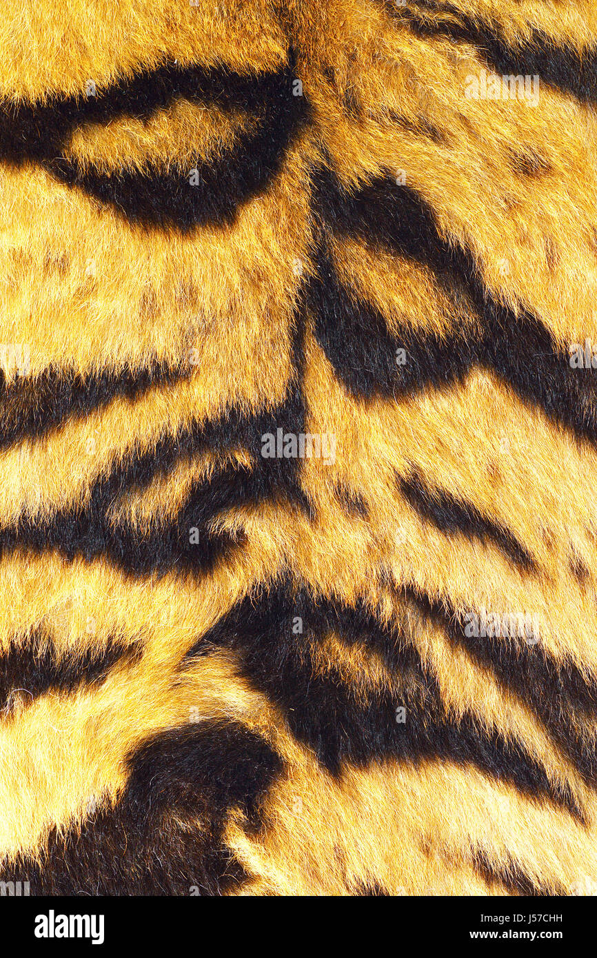 close up of tiger stripes on real fur, beautiful texture for your design Stock Photo