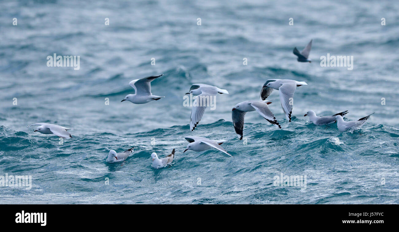 Black Gilled Gulls (Chroicocephalus bulleri) on the sea Stock Photo