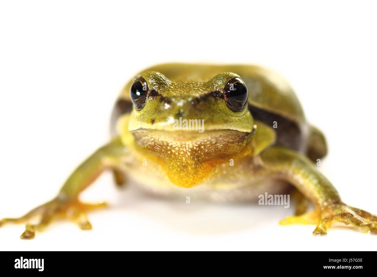 cuteeuropean  tree frog on white background ( Hyla arborea, portrait ) Stock Photo