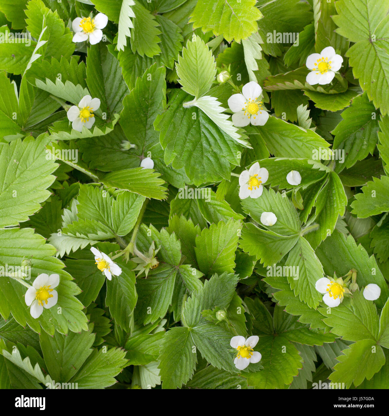 Fresh leaves and flowers of the Wild strawberry Stock Photo - Alamy