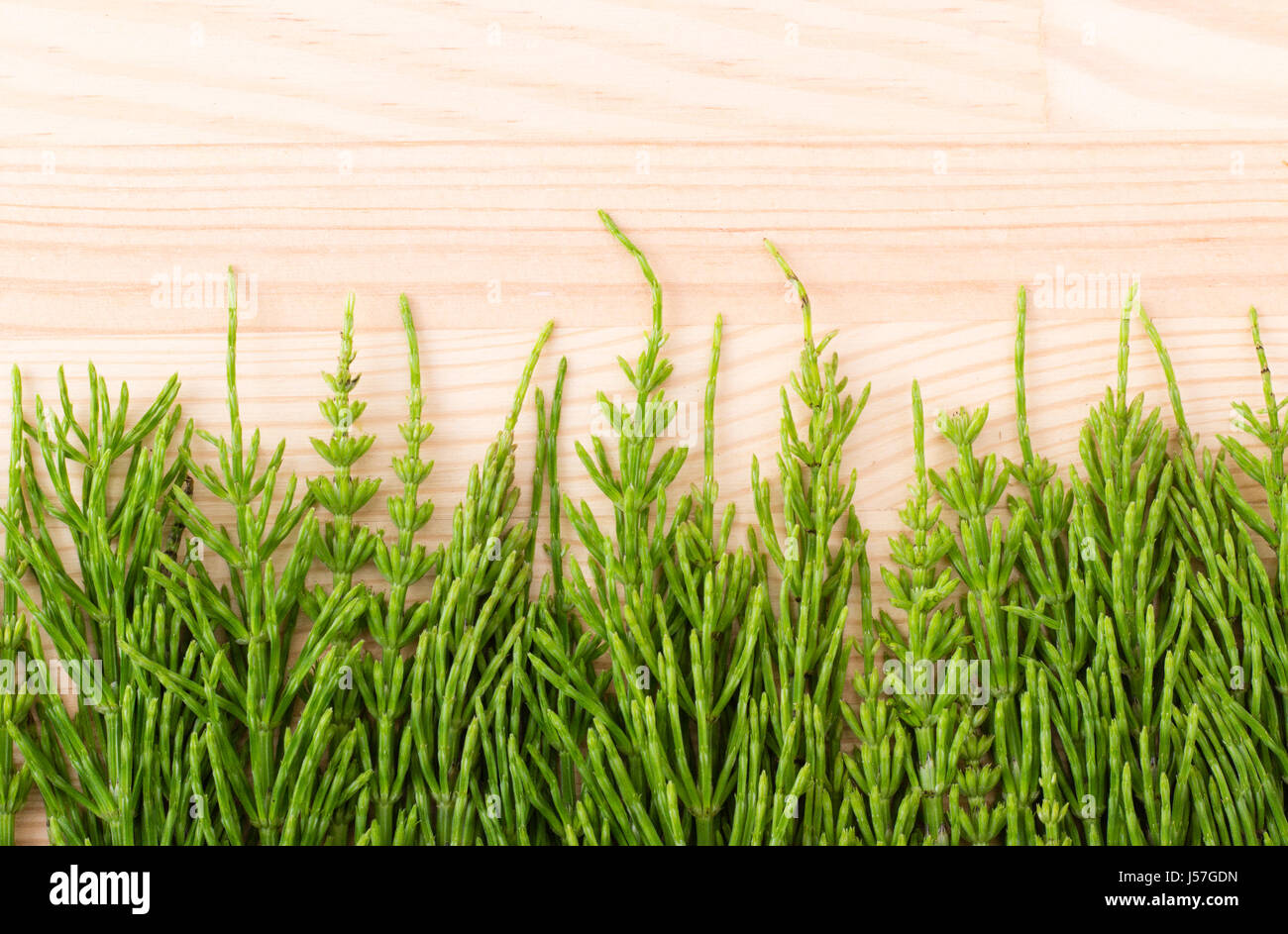 Wooden board with fresh field  horsetail Stock Photo