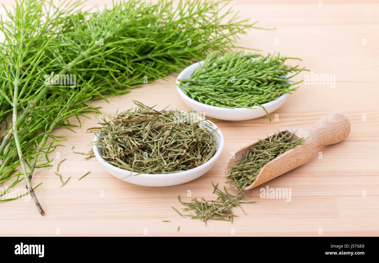Fresh and dried field horsetail Stock Photo